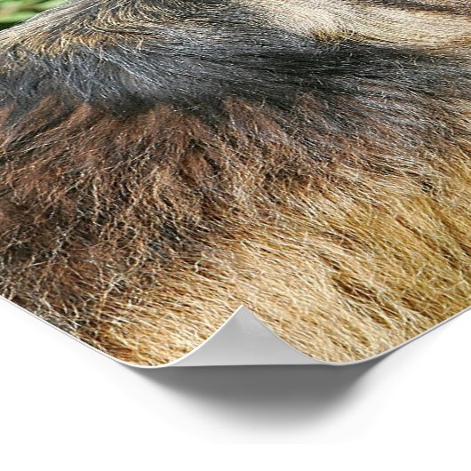 Brown Long Hazard German Shepherd 1 Poster (Hoek)