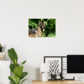 Brown Long Hazard German Shepherd 1 Poster (Thuiskantoor)