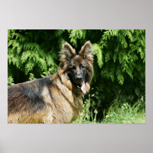 Brown Long Hazard German Shepherd 1 Poster (Voorkant)