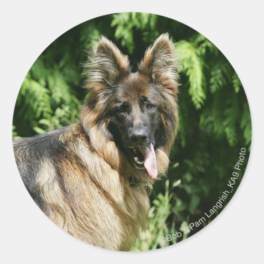 Brown Long Hazard German Shepherd 1 Ronde Sticker (Voorkant)
