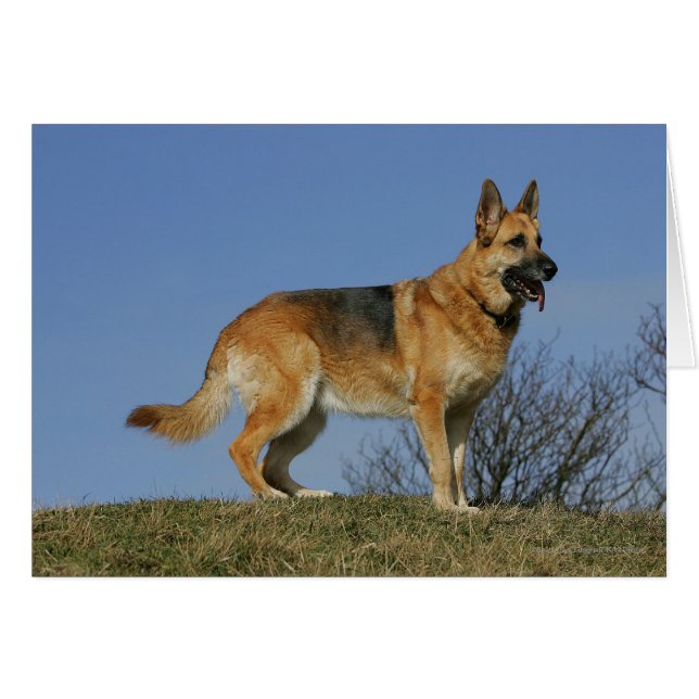 Brown Long Hazard German Shepherd 2 (Voorkant Horizontaal)
