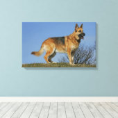 Brown Long Hazard German Shepherd 2 Canvas Afdruk (Insitu (Houten vloer))