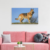 Brown Long Hazard German Shepherd 2 Canvas Afdruk (Insitu (Woonkamer))
