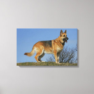 Brown Long Hazard German Shepherd 2 Canvas Afdruk
