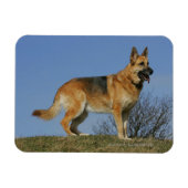 Brown Long Hazard German Shepherd 2 Magneet (Horizontaal)
