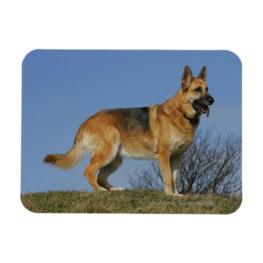 Brown Long Hazard German Shepherd 2 Magneet (Horizontaal)