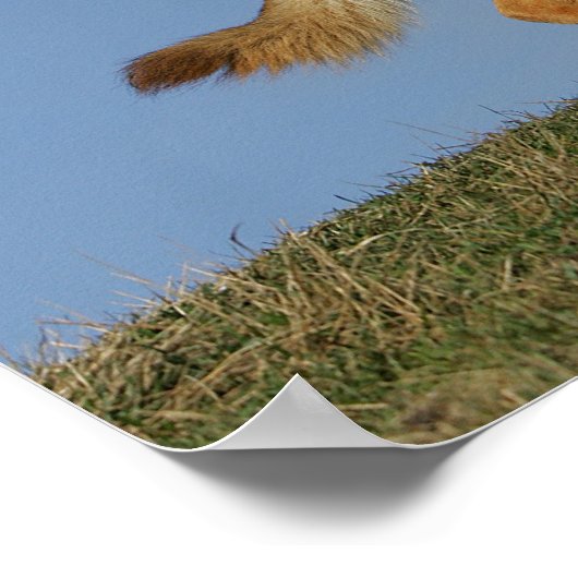 Brown Long Hazard German Shepherd 2 Poster (Hoek)