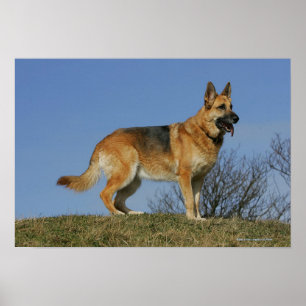 Brown Long Hazard German Shepherd 2 Poster