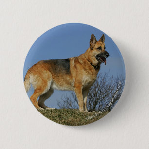 Brown Long Hazard German Shepherd 2 Ronde Button 5,7 Cm