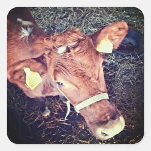 Brown moo koe vierkante sticker (Voorkant)
