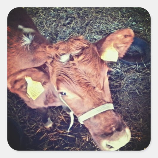 Brown moo koe vierkante sticker (Voorkant)