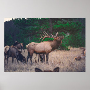 BROWN MOOSE NEAR GREEN TREE OP DAGTIME POSTER