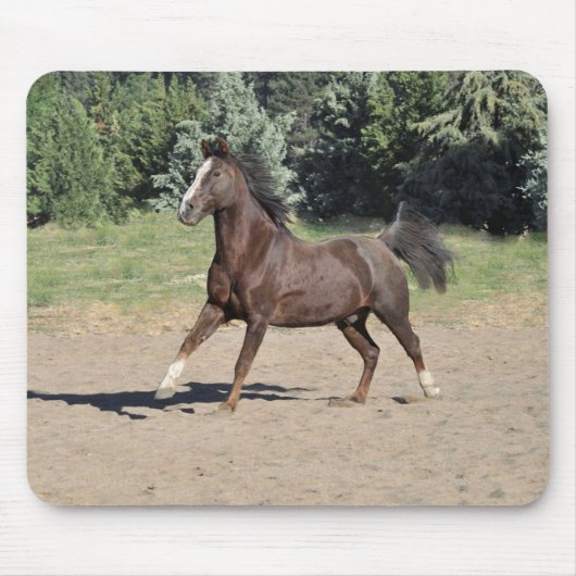 Brown Morgan Horse Running Muismat (Voorkant)