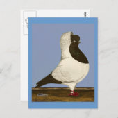 Brown Nun Pigeon Briefkaart (Voorkant / Achterkant)