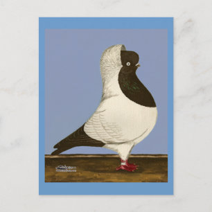 Brown Nun Pigeon Briefkaart