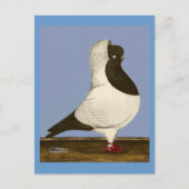 Brown Nun Pigeon Briefkaart (Voorkant)