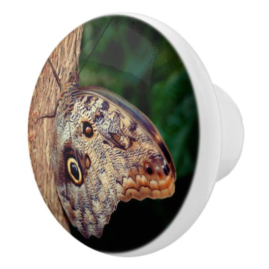 Brown Owl Butterfly Keramische Knop (Rechts)
