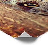 Brown Owl Butterfly Poster (Hoek)