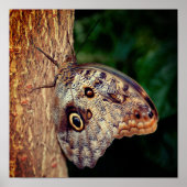 Brown Owl Butterfly Poster (Voorkant)