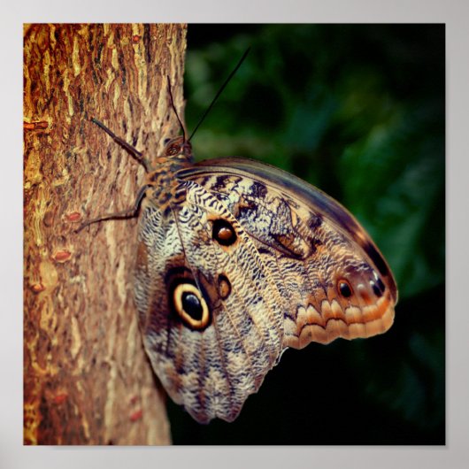 Brown Owl Butterfly Poster (Voorkant)