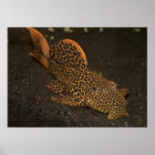 Brown Peckoltia Compta Poster (Voorkant)