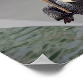 Brown Pelican Balancing on a Rope, Florida Poster (Hoek)