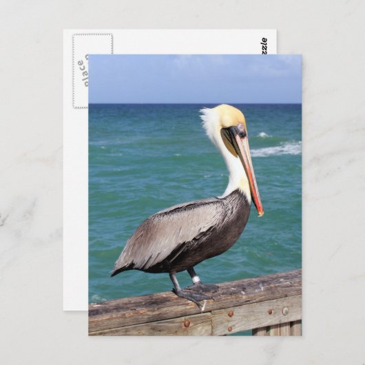 Brown Pelican Briefkaart (Voorkant / Achterkant)