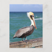 Brown Pelican Briefkaart (Voorkant)