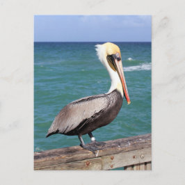 Brown Pelican Briefkaart