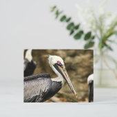 Brown Pelican Briefkaart (Staand voorkant)