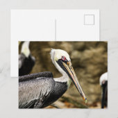 Brown Pelican Briefkaart (Voorkant / Achterkant)