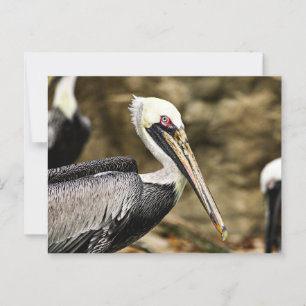 Brown Pelican Briefkaart