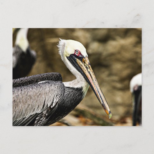 Brown Pelican Briefkaart (Voorkant)