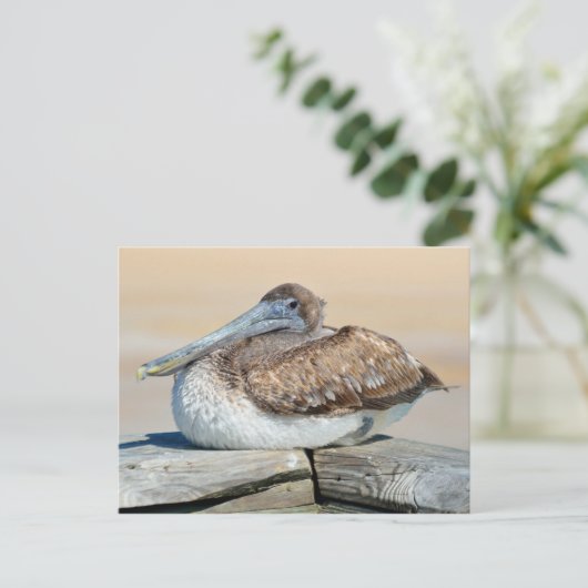 Brown Pelican Briefkaart (Staand voorkant)