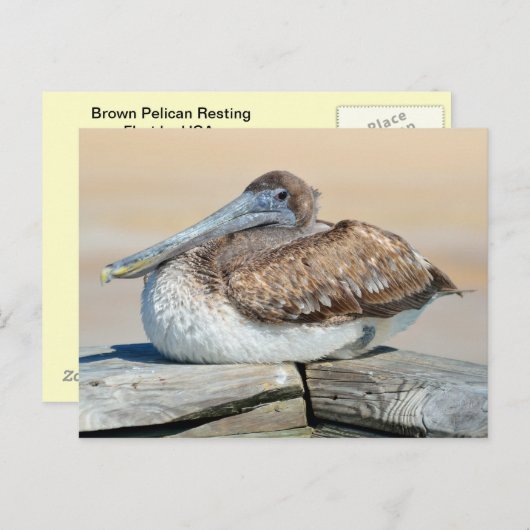 Brown Pelican Briefkaart (Voorkant / Achterkant)