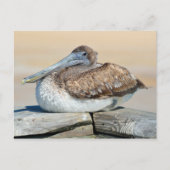 Brown Pelican Briefkaart (Voorkant)