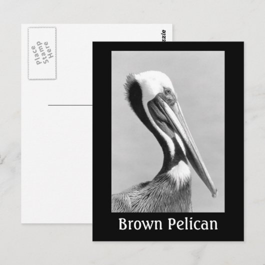Brown Pelican Briefkaart (Voorkant / Achterkant)