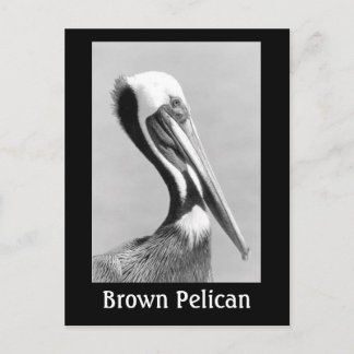 Brown Pelican Briefkaart