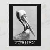 Brown Pelican Briefkaart (Voorkant)
