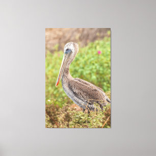 Brown Pelican Canvas Afdruk