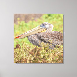 Brown Pelican Canvas Afdruk