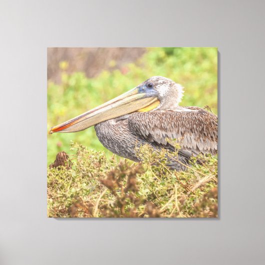 Brown Pelican Canvas Afdruk (Voorkant)