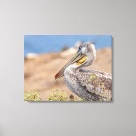 Brown Pelican Canvas Afdruk