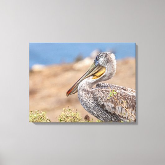 Brown Pelican Canvas Afdruk (Voorkant)