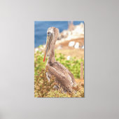 Brown Pelican Canvas Afdruk (Voorkant)