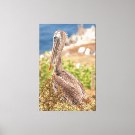 Brown Pelican Canvas Afdruk