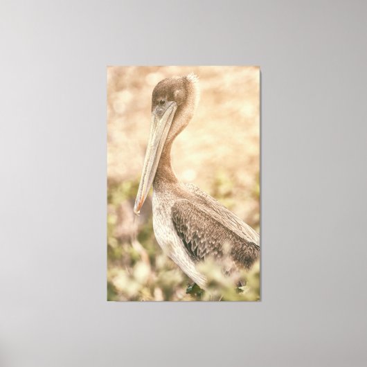 Brown Pelican Canvas Afdruk (Voorkant)