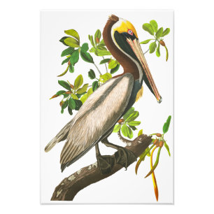 Brown Pelican door John James Audubon Foto Afdruk