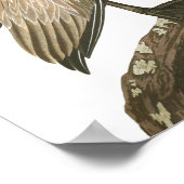 Brown Pelican door John James Audubon Poster (Hoek)