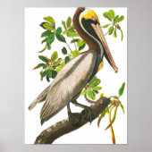 Brown Pelican door John James Audubon Poster (Voorkant)